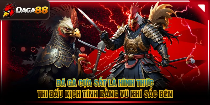 Đá gà cựa sắt là hình thức thi đấu kịch tính bằng vũ khí sắc bén