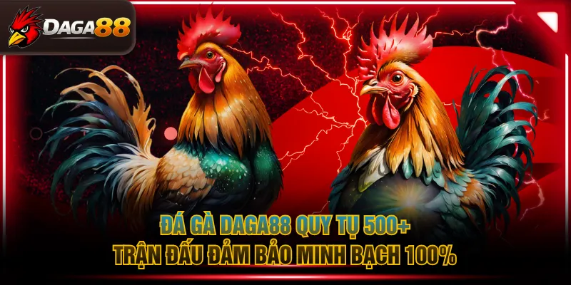 Đá gà DAGA88 quy tụ 500+ trận đấu đảm bảo minh bạch 100%