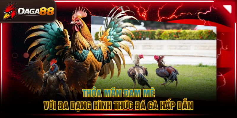 Thỏa mãn đam mê với đa dạng hình thức đá gà hấp dẫn