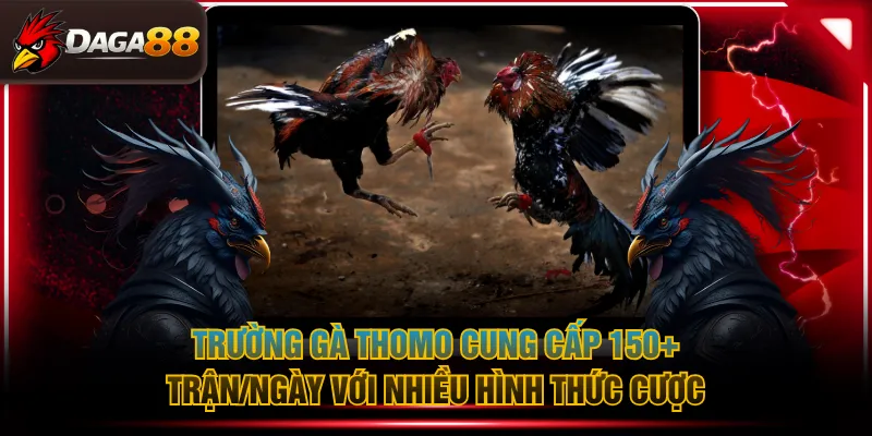 Trường gà Thomo cung cấp 150+ trận/ngày với nhiều hình thức cược