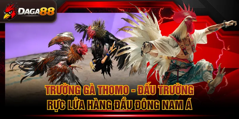 Trường gà Thomo